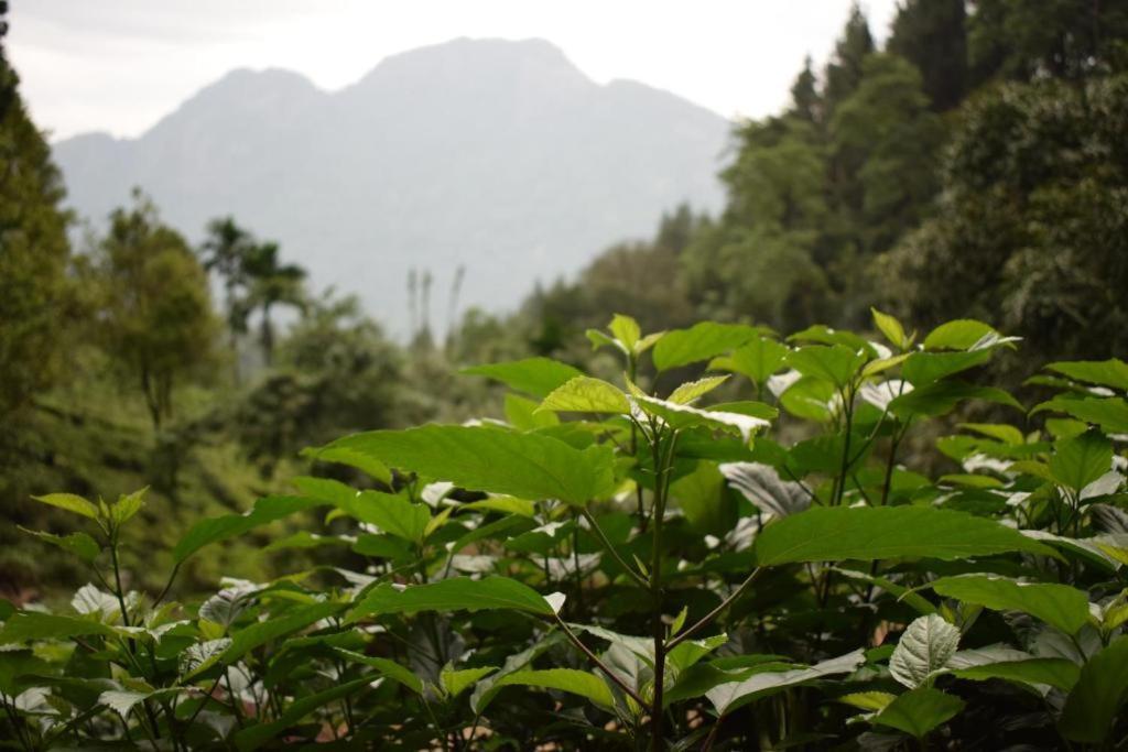 Forest Edge Hotel Ginigathena Luaran gambar